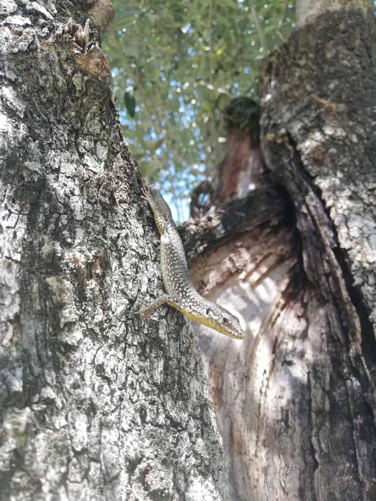 Hausgecko am Gardasee in einem Olivenbaum