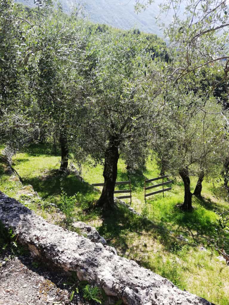 Vegetation am Monte Baldo – Olivenbäume