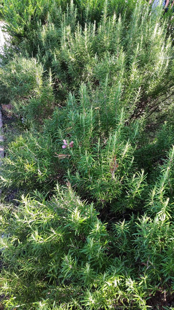 Vegetation am Gardasee – Rosmarin am Wegesrand